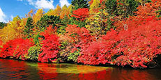 紅葉特集