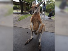 カンガルーのイメージ